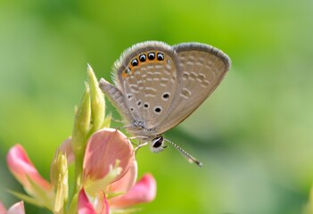 Butterfly (Freyeria putli formosanus) Taiwan's smallest gray butterfly 