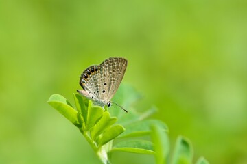 Butterfly (Freyeria putli formosanus) Taiwan's smallest gray butterfly 