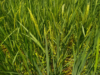 Rice field. Closeup of yellow paddy rice field with green leaf. Natural