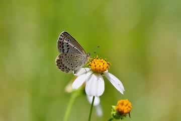 Butterfly ( Zizeeria maha okinawana) Blue Grey Butterfly. 