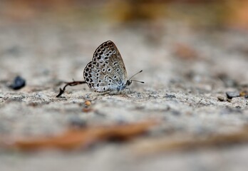 Butterfly ( Zizeeria maha okinawana) Blue Grey Butterfly. 