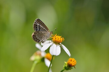 Butterfly ( Zizeeria maha okinawana) Blue Grey Butterfly. 