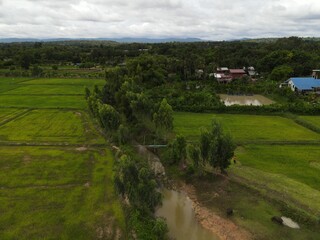 Fototapeta na wymiar High angle shot Rice field landscape. Sisaket Thailand