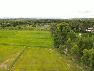 Fototapeta na wymiar High angle shot Rice field landscape.