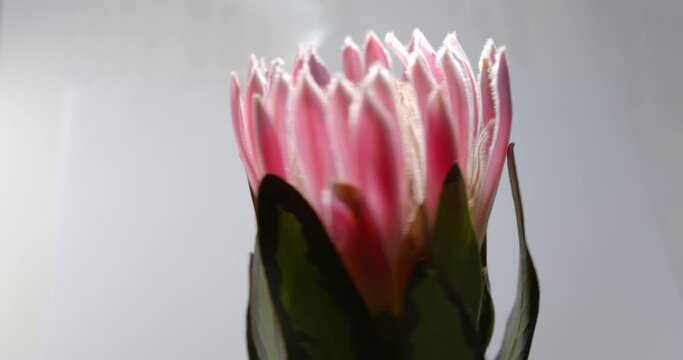 Close up of Protea flower rotating on a grey background