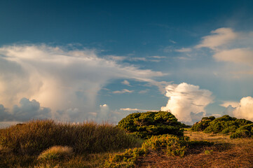 Dramatic clouds over empty landscape with coastal plants. 
