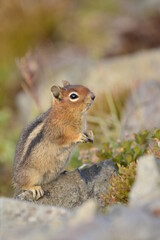 Cascade Golden-mantled Ground-squirrel