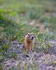 A prairie dog peaking out of its hole with a blurred background