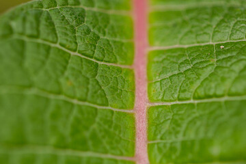 folha verde - giane pereira 