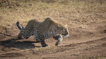 Fototapeta na wymiar Maasai Mara Kenya