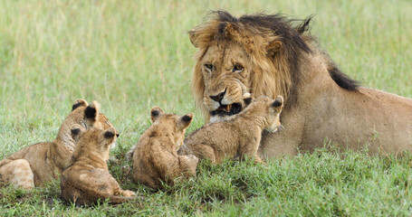 Male lion with cubs in Serengeti National Park Tanzania