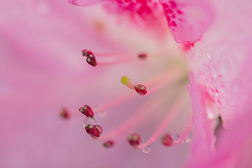 macro of a flower giane pereira 