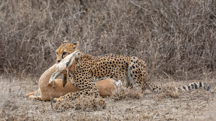 Cheetah kill in Ndutu Tanzania