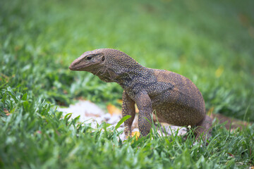 Fototapeta premium Bengal monitor lizard on a walk in the Singapore Botanic garden