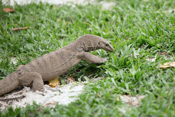 Bengal monitor lizard on a walk in the Singapore Botanic garden