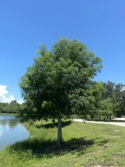 Obraz premium tree in the park