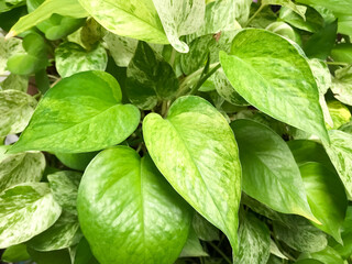 The leaf of  Golden pothos , this is green leaf detail of garden tree