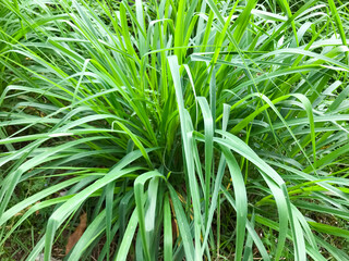 Obraz premium Lemongrass or Lapine or West Indian were planted on the ground. It is a shrub, its leaves are long and slender green