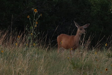 red mule deer in the woods