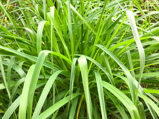 Lemongrass or Lapine or West Indian were planted on the ground. It is a shrub, its leaves are long and slender green