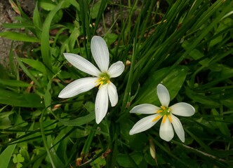 white frangipani flower