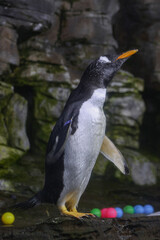 penguin in natural zoo , with rocks and toys 