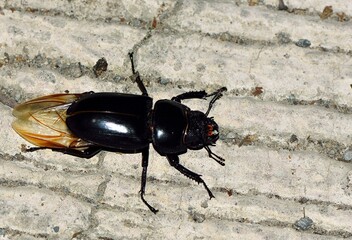 Stag beetle is Female (Odontolabis siva parryi)
