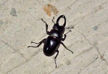 Stag beetle is Male (Odontolabis siva parryi)