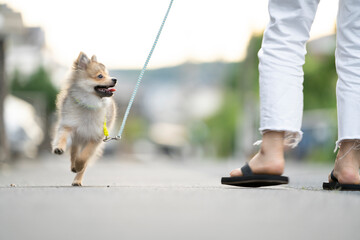 散歩中の仔犬