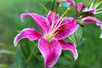 pink lily flower