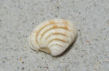 Beautiful grooved seashell on sand background in Atlantic coast of North Florida