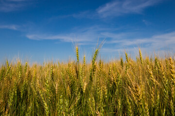Wheat Field