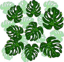Fototapeta premium Monstera leaves Isolated Floral Tropical Hawaiian Flower. Illustration vector Art