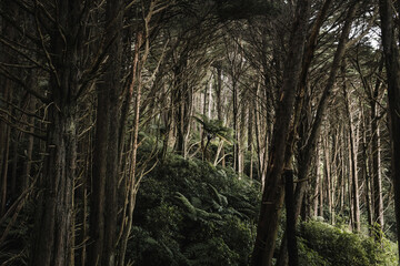 Te Ahumairangi, Wellington