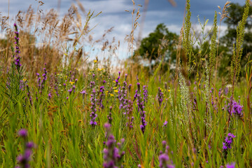 Wild Flowers