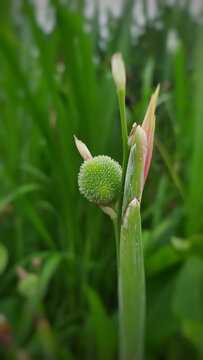 Spine fruit of cannaceae indica flowering plant with green background