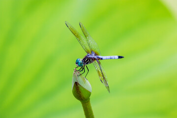 close up of a dragonfly on a leaf