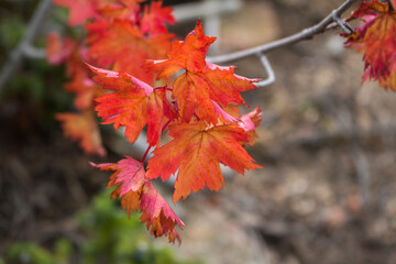 red leaves