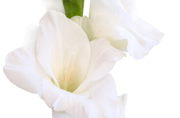 Close-up of a flower on a stem of beautiful gladioli on a white background