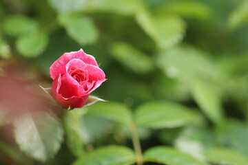 左寄り、ピンクと赤のバラの蕾
Right space, pink and red rose buds.