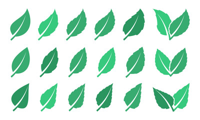 Fototapeta premium Green leaf set. Eco design