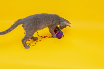 on an orange background a gray cat plays with a blue and red ball of woo