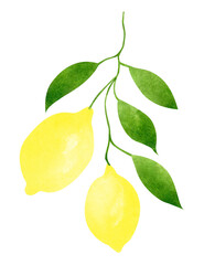 Branch with ripe lemons isolated on white background. Watercolor hand-drawn illustration. Perfect for your project, postcards, prints, covers, menu, patterns.