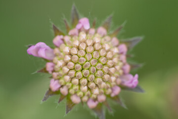 A closeup shot of a beautiful wildflower under the sunlight