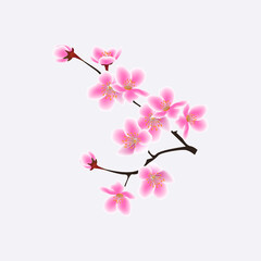 Blooming branch of japanese sakura with pink flowers vector illustration isolated.