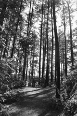Lonely bench in the middle of a wooded area. 