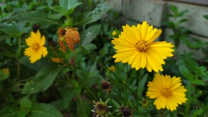 yellow flowers on a green background