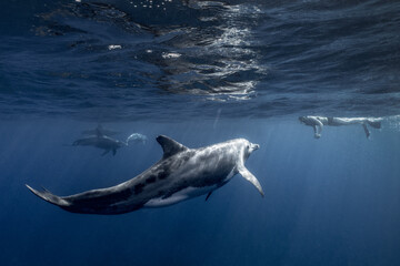 dolphins in the ocean with snorkelers