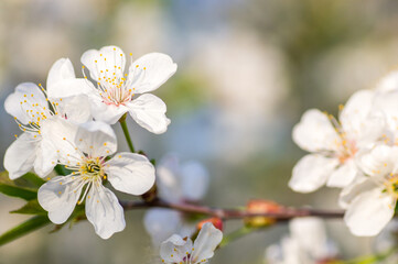 Fototapeta na wymiar Branches of blossoming apricot macro