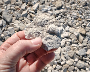 Up Close Hand Holding Fossil of Shell Embedded in Rock, Lake Michigan Shoreline © Victoria